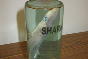 Somebody's souvenir shark.