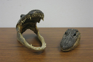 These real alligator heads certainly look happy to call Goodwill their new home!