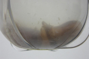 A pig fetus in a bottle. "Why?" we ask!