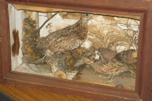 We lovingly call this donation the "diorama of death". There are four real birds in this bad boy!