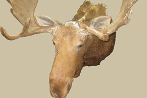 This real moose head was donated recently. Poor Bullwinkle!